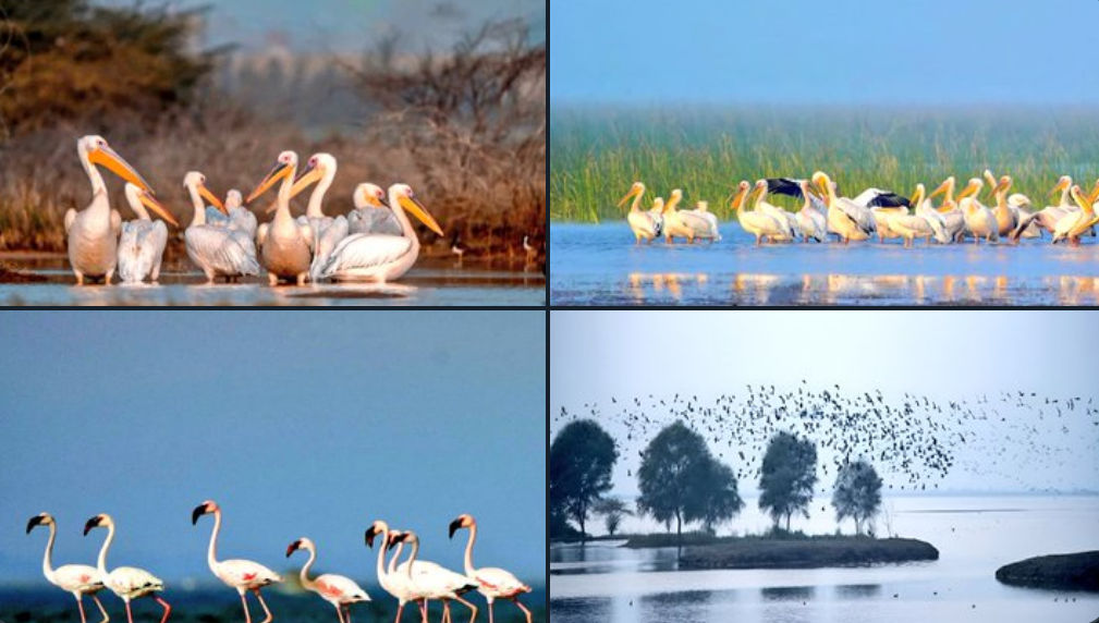 ગુજરાતને મળી 5મી રામસર સાઇટ: કચ્છનું 'છારી-ઢંઢ' હવે આંતરરાષ્ટ્રીય નકશા પર, જાણો કેમ આ વેટલેન્ડ છે ખાસ 6 - image