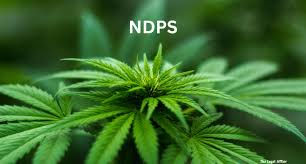 અટલાદરા ખિસકોલી સર્કલ પાસે ગાંજો વેચતો આરોપી ઝડપાયો 1 - image