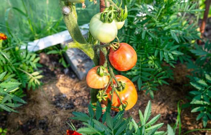 A fruit without seeds? MSU researchers crack the code for seedless tomatoes