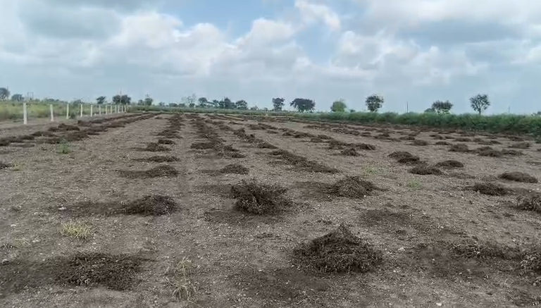 અમ્રેલી: સાંસદો કે જેઓ તેમના ખેતરોનો નાશ કરી રહ્યા છે તેઓ ખેડૂતોના દુ grief ખને સમજાવે છે, ખેડુતોને ઓછી સહાયના મુદ્દાનો વિરોધ કરે છે - છબી - છબી