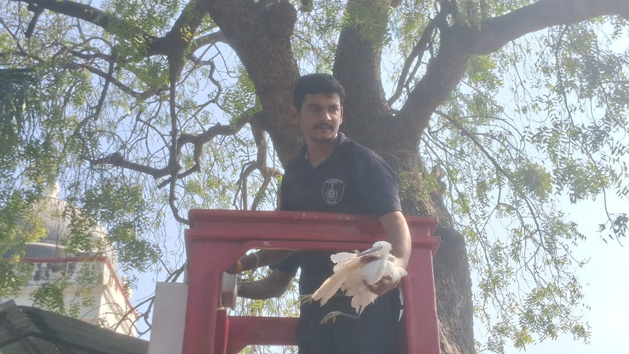 ઉત્તરાયણ બાદ પણ લટકતી દોરીઓ પક્ષીઓ માટે આફત: અમદાવાદમાં ઘુવડ અને છોટાઉદેપુરમાં બગલાનું દિલધડક રેસ્ક્યૂ 3 - image