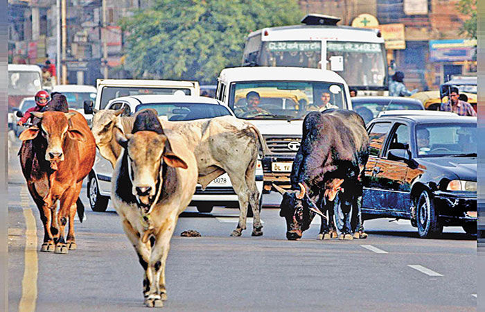 રખડતાં ઢોર(Stray Cattle) માટે શહેરો અને ગ્રામ્ય વિસ્તારમાં અપર્યાપ્ત કાયદાકીય જોગવાઈઓ 1 - image